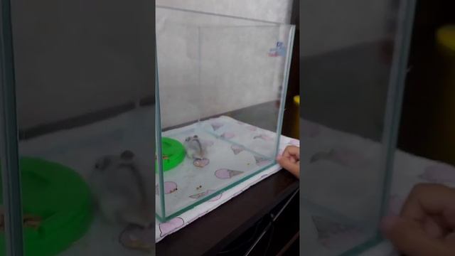 КУПИЛИ ХОМЯКА 🐹 ПЕРВЫЙ ДЕНЬ ДОМА #новыйпитомец у Миланы #хомяк #домашниеживотные #хомячок#домхомяк смотреть онлайн