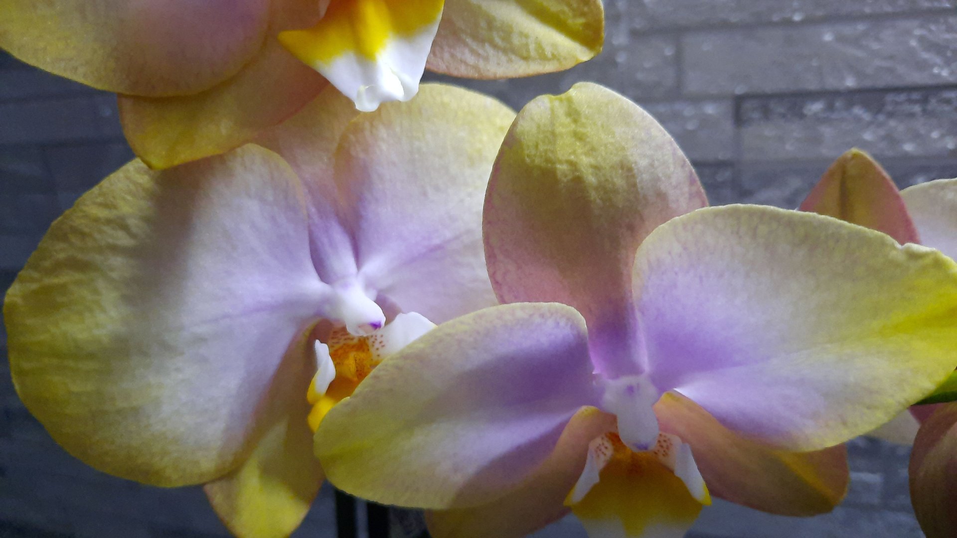 ПОКУПКИ ОРХИДЕЙ //04.06.24// смотреть онлайн