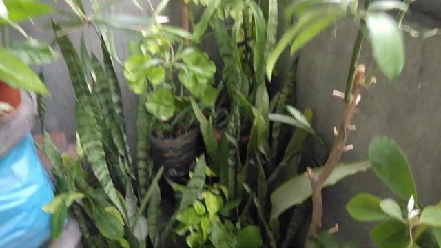 Джунгли на балконе через 2 дня после переселения. Поменялась энергетика растений. Оживают. Воспряли смотреть онлайн