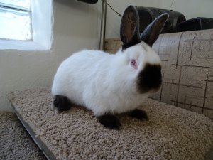 Как заставить самку крольчихи прийти в охоту