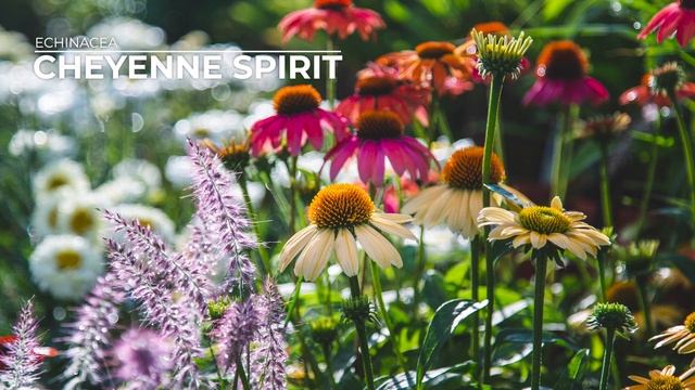 PETITTI Coneflower | Grow Echinacea for Repeat Blooms, Deer Resistance & Pollinators смотреть онлайн