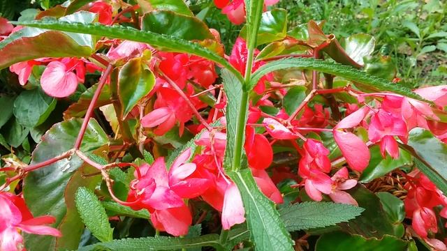 Begonia Semperflorens Flowers. смотреть онлайн