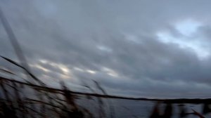 Много северной утки в Омской области.Охота от 20-21 сентября 2021 года.Сайга 12 исп. 010