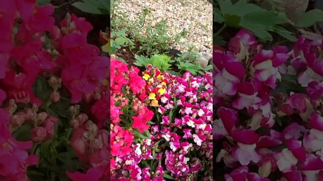 Рапсодия Ин Блю первое цветение! смотреть онлайн