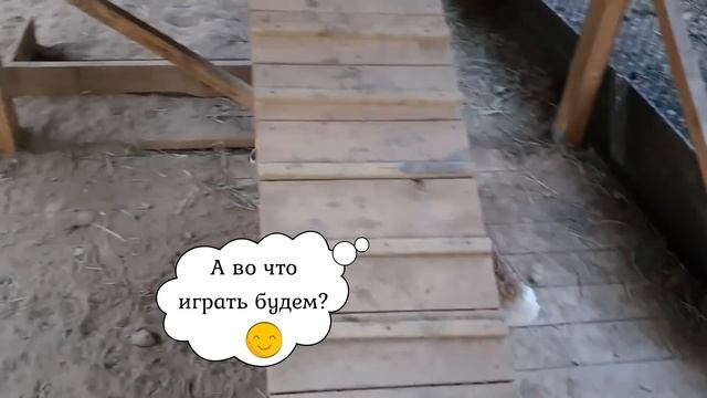 ЛИ СЯО. Алиса - Лиса. Приветливая добрая лиса, которая не кусается. Забавные моменты. смотреть онлайн