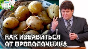 Как избавиться от проволочника. Борьба с вредителями картофеля.