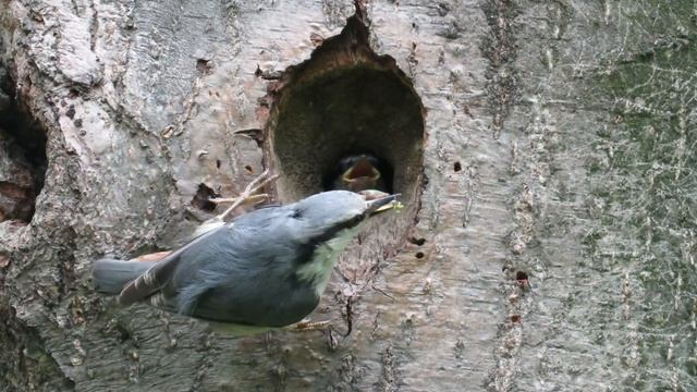 Поползень кормит прожорливых птенцов, Nuthatch feeds chicks смотреть онлайн