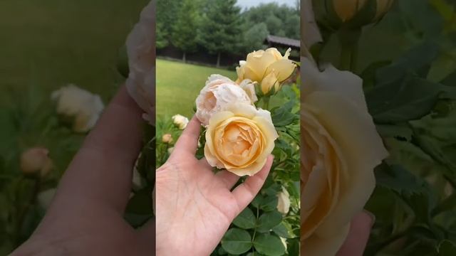 Английская Роза Волертон Олд Холл Дэвид Остин Любимчики моего сада￼ смотреть онлайн