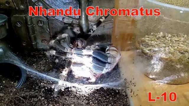 линька Nhandu Chromatus