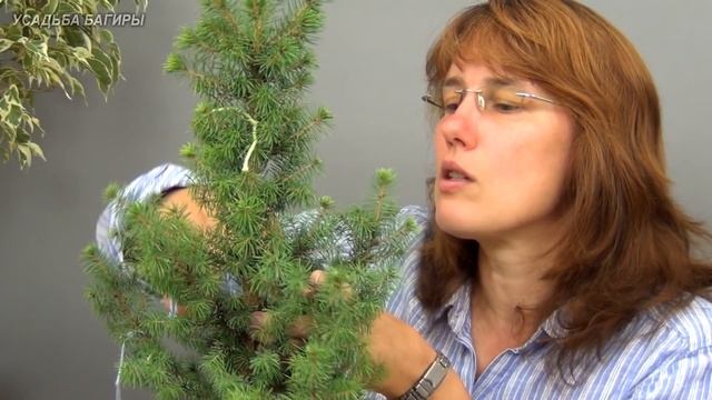 Бонсай из ели (ч.1). смотреть онлайн