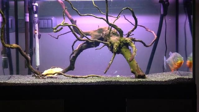 Video pasto nattereri piranha смотреть онлайн