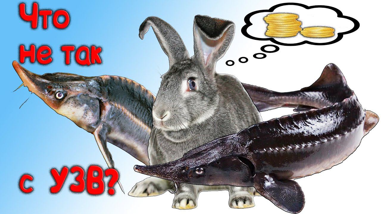 Что не так с УЗВ? / Актуальные коррективы смотреть онлайн