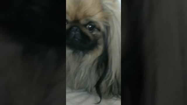 Пекинес Коди управляет моими днём. смотреть онлайн