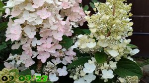 Метельчатая гортензия Беби Лейс