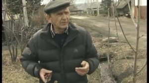 Невежинская рябина - сибирский деликатес!