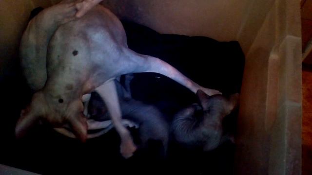 Сфинсики смотреть онлайн