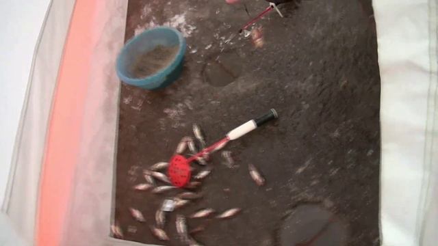 Ловля леща на коромысла в затоне, и штрафа 5т рублей *жесть!!! смотреть онлайн