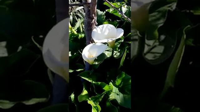 Цветут каллы белые/ Очень красиво! #shorts #каллы #красивые_цветы