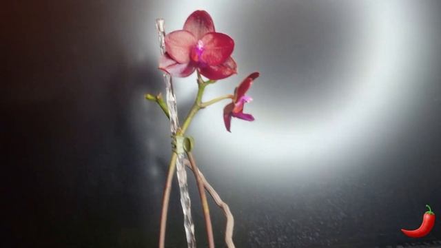 Рубиновый лак, кровавый воск и цвет красного сицилийского перца это Phal. Mituo King 'Red Pepper' смотреть онлайн