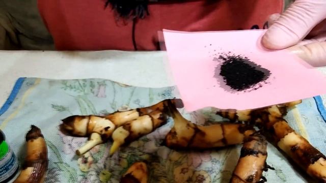 КАННЫ. Подготовка к проращиванию. смотреть онлайн