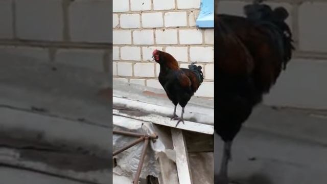 Петух (Маран черномедный) смотреть онлайн