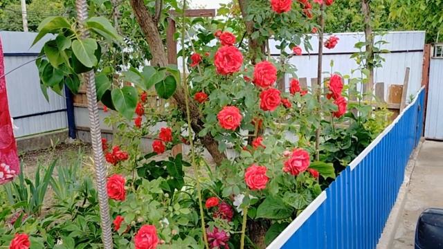 УЛИТКИ СЬЕЛИ ПЕРЕЦ / ОГОРОД 6 СОТОК/ ЧТО ПОСЕЯЛИ И ЧТО ВЗОШЛО/ УДОБРЕНИЕ ДЛЯ ДОМАШНЕЙ ЗЕЛЕНИ/