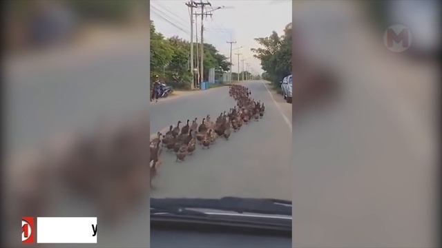 Они Пожалели, что Сделали Это! Редкие Случаи с Животными Снятые на Камеру смотреть онлайн