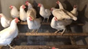 Куры занеслись в 4,5 месяца// супер ник несушка//Птичий двор в городе