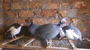 Цесарки, как отличить самца и самку