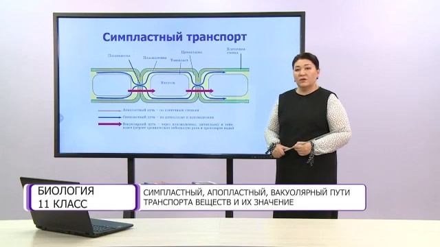 Биология. 11 класс. Симпластный, апопластный, вакуолярный пути транспорта веществ /12.10.2020/ смотреть онлайн