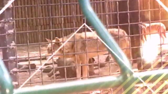 Как я ходил в зоопарк смотреть онлайн