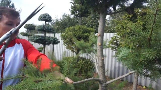 Ниваки из пихты смотреть онлайн