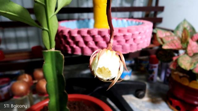 Beautiful Epiphyllum flowers bloom at night, How to Grow and Care for Epiphyllum смотреть онлайн