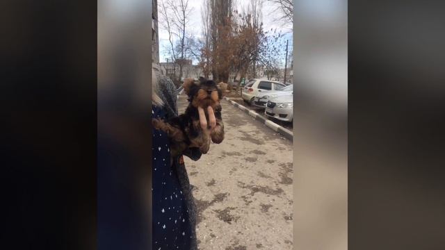 Йоркширский терьер Саратов смотреть онлайн