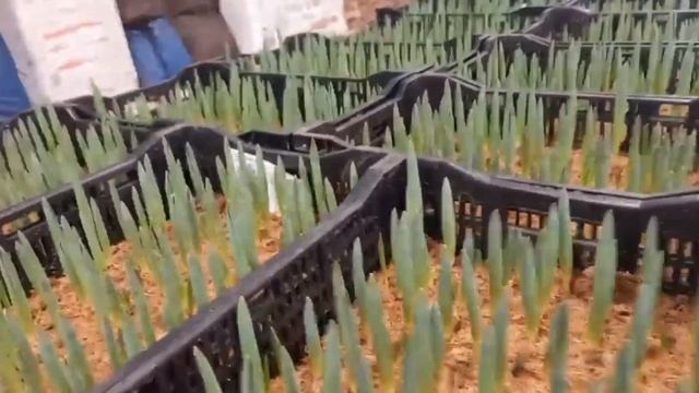 Обзор роста тюльпанов в теплице и помещении на начало февраля смотреть онлайн