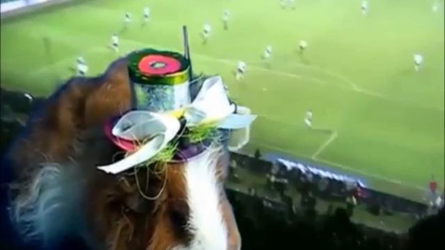 EM / EURO 2012 Holland-Deutschland Netherlands-Germany Herr Zottel Meerschweinchen Orakel (Oracle) смотреть онлайн