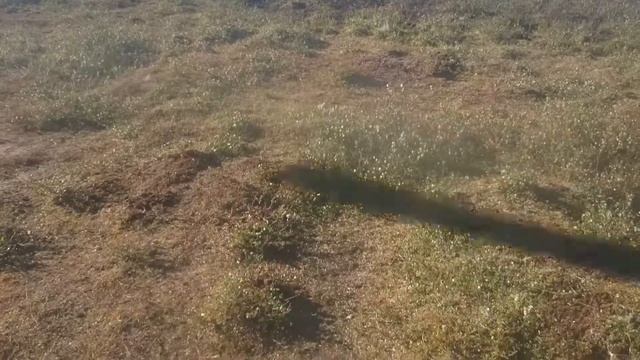 Большое стадо оленей