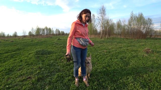 Команда «Рядом». Дрессировка собак. Дрессировка дома. Дрессировка. Воспитание смотреть онлайн