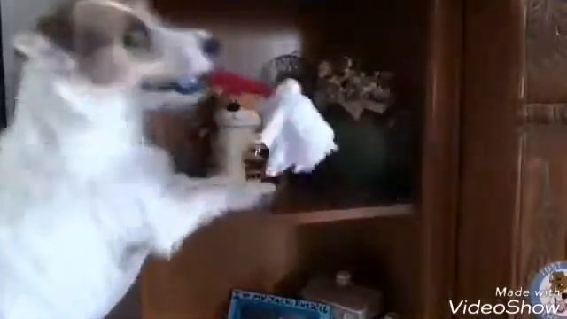 САМАЯ УМНАЯ СОБАКА В МИРЕ смотреть онлайн