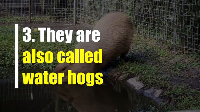 5 Capybara Facts (The World's Largest Rodent)
