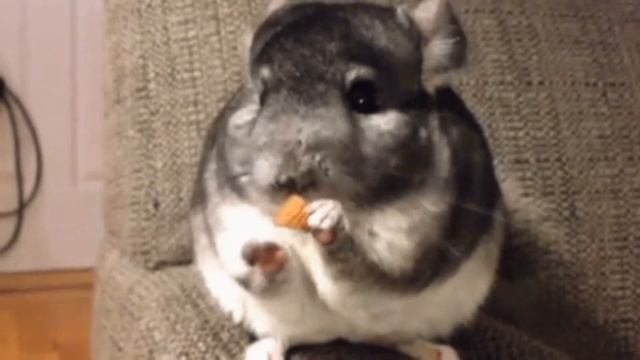 Шиншилла|Сколько пород Шиншилл?|Породы Шиншилл|Chinchilla|How Many Breeds Of Chinchilla?