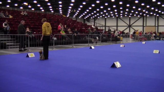 ДЕБЮТ - Шадричева Оксана и Йоркширский терьер Рэм смотреть онлайн