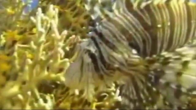 Египет и мы! Экскурсия №1.Подводный мир Красного моря. смотреть онлайн