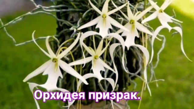 ОРХИДЕИ. смотреть онлайн