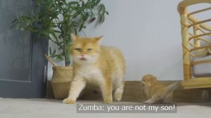 Tiny Kitten Pudding is crying to find the mother cat