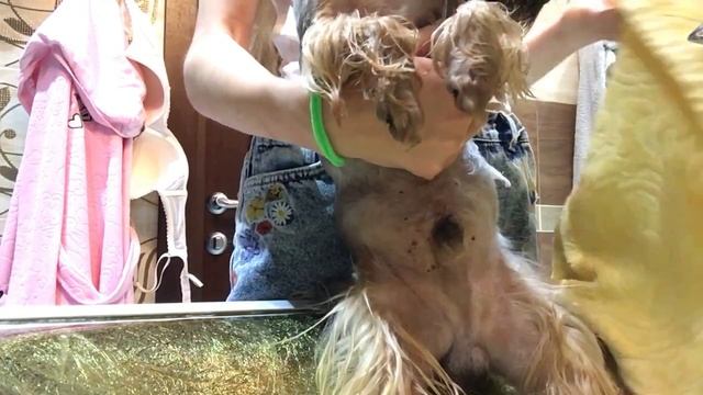 ГРЯЗНЫЕ ЛАПЫ?Советы по мойке лап собаке||Как помыть лапы собаке?|Stasya Pets смотреть онлайн