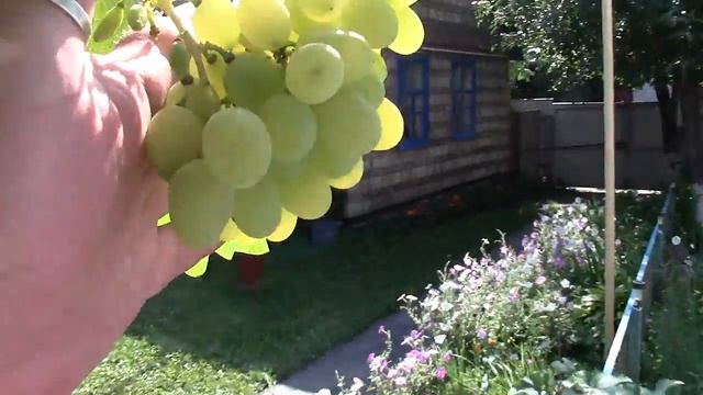 Виноград плевен на 05\08\17г начал созревать.Сравнение в разных местах посадки аркадии смотреть онлайн