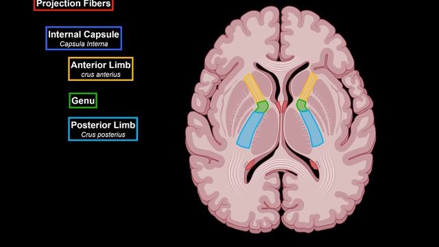Internal Cerebrum (Association, Commissural, Projection Fibers, Basal Ganglion)