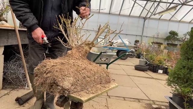 Forsythia Bonsai From Hedging Material смотреть онлайн