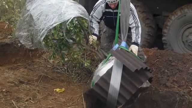 Почему я люблю декоративные кустарники? Мой декоративный сад и его "крестный отец" А. Сапелин смотреть онлайн